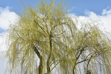 pierwsze wiosenne liście na wierzbie © drlmk