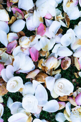 White and pink petals on the ground, spring background