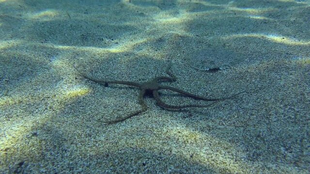 Wide-eyed Flounder (Bothus podas) bites the Brittle Star as it crawls along the sandy bottom. Mediterranean, Greece.