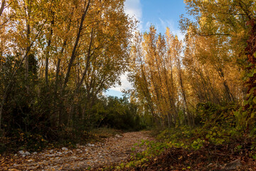 Fototapeta premium Poplar forest with yellow leaves in autumn.
