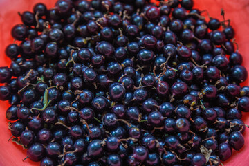 Black currant berries with twigs and leaves