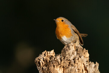 petirrojo europeo​ (Erithacus rubecula) en un tronco en el parque 