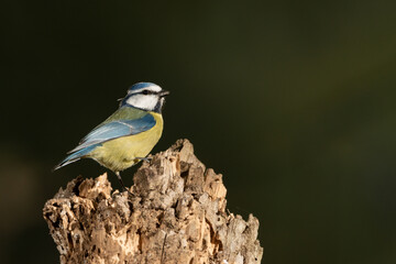 herrerillo común (Cyanistes caeruleus)​