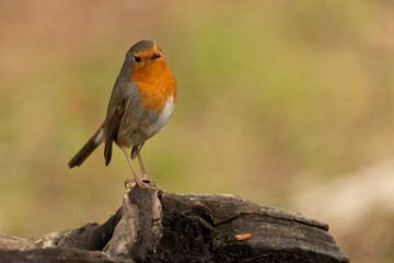 petirrojo europeo​ (Erithacus rubecula) en un tronco en el parque 