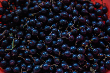 Black currant berries with twigs and leaves