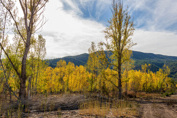 Poplar forest with yellow leaves near Serpis river.