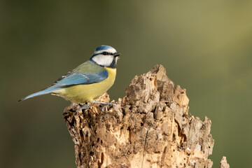 herrerillo común (Cyanistes caeruleus)​