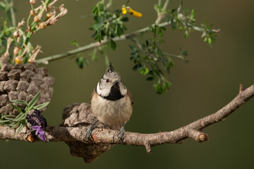 herrerillo capuchino (Lophophanes cristatus) en una rama de un arbusto del parque 