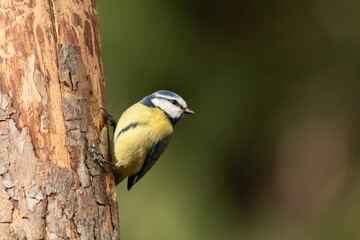 herrerillo común (Cyanistes caeruleus)​
