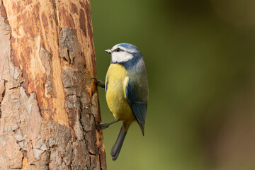 herrerillo común (Cyanistes caeruleus)​