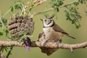 herrerillo capuchino (Lophophanes cristatus) en una rama de un arbusto del parque 