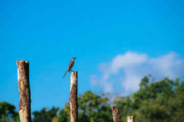 Fototapeta premium Tyrannus dominicensis or petigre, an endemic bird of the Caribbean region, with great presence in the Dominican Republic, whose diet is insects, mostly bees