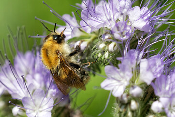 Ackerhummel an einer Phacelia