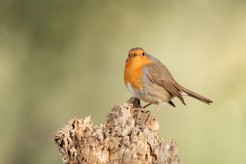 petirrojo europeo​ (Erithacus rubecula) 