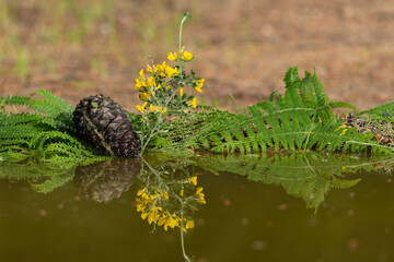 paisaje de naturaleza reflejado en el agua del estanque 