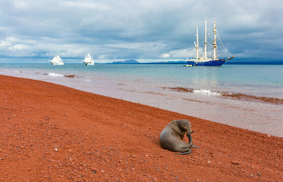 Seel&ouml;we auf Rabida Galapagos