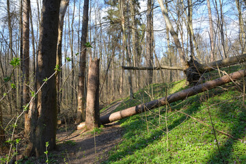 pine tree that fell to the ground
