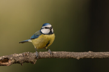herrerillo común (Cyanistes caeruleus)​