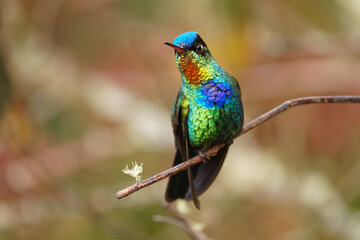 Fiery-throated Hummingbird - Panterpe insignis medium-sized hummingbird breeds only in the mountains of Costa Rica and Panama. Beautiful colourful bird with orange, yellow, blue and green feather