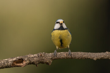 herrerillo común (Cyanistes caeruleus)​