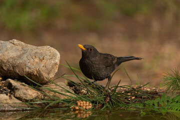 mirlo en el suelo junto al  los helechos del estanque  (Turdus merula)