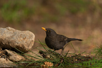 mirlo (Turdus merula) en el suelo junto al  los helechos del estanque 