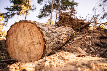 Log spruce trunks pile. Sawn trees from the forest. Logging timber wood industry. Cut tree trunk