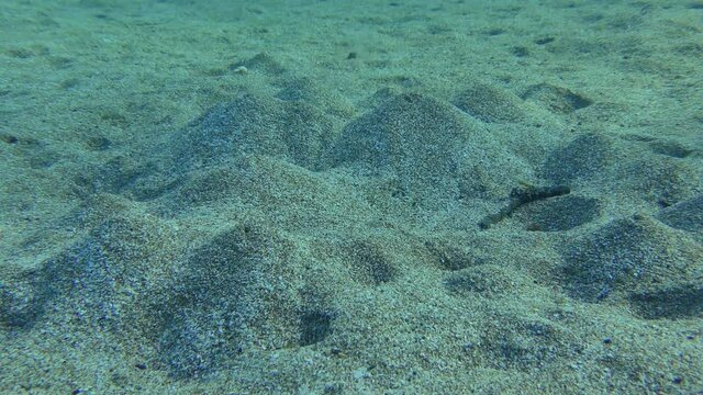Lugworm (Arenicola marina) digs holes in the sandy bottom, at one end of which there is a mound. The movement of water created by the worm causes these volcanoes to erupt.