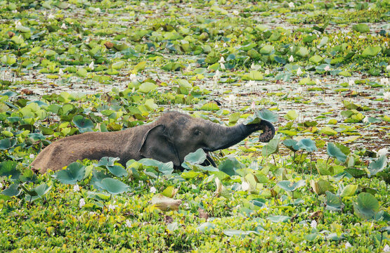 elephant eating water lilies in the swamp