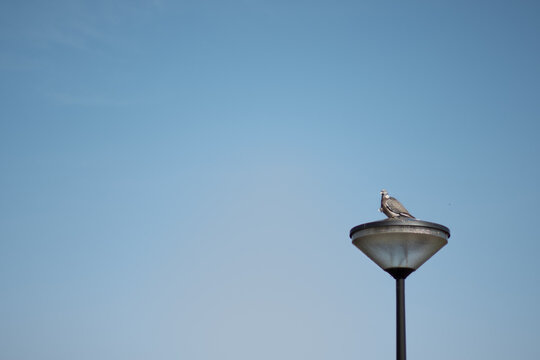 A single pigeon sitting on a Dutch street light in front of a clear blue sky