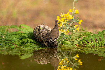 herrerillo capuchino (Lophophanes cristatus) bebiendo y reflejado en el estanque del parque 