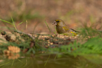 verderón común en el suelo del parque (Chloris chloris) 
