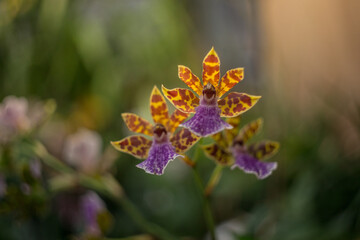 yellow purple orchids 