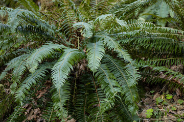 fern in the forest