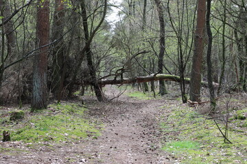 Wanderweg im schönen Münsterland