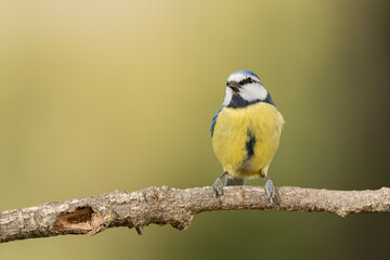 Obraz premium herrerillo común posado en una rama con fondo verde (Cyanistes caeruleus)​