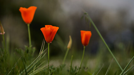 Tres amapolas naranjas en primavera naturaleza 