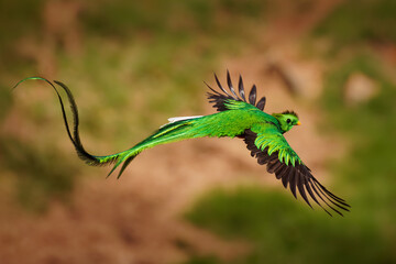 Quetzal - Pharomachrus mocinno male - bird in the trogon family, found from Chiapas, Mexico to western Panama, well known for its colorful plumage, eating wild avocado. Flying green nesting bird