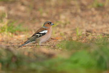  pinzón vulgar (Fringilla coelebs)