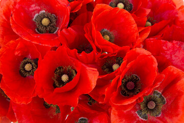 red poppies flower background. closeup photo