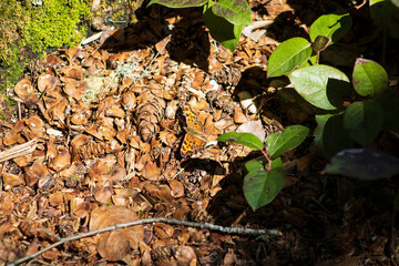 butterfly on forest floor