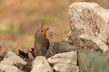 petirrojo europeo​ (Erithacus rubecula) 