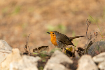 petirrojo europeo​ (Erithacus rubecula) 