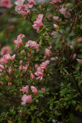 pink blossoms on a tree 