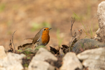 petirrojo europeo​ (Erithacus rubecula) 