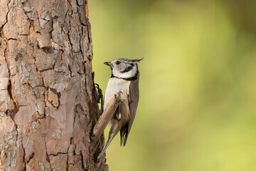 herrerillo capuchino en el tronco de un árbol del parque (Lophophanes cristatus) 