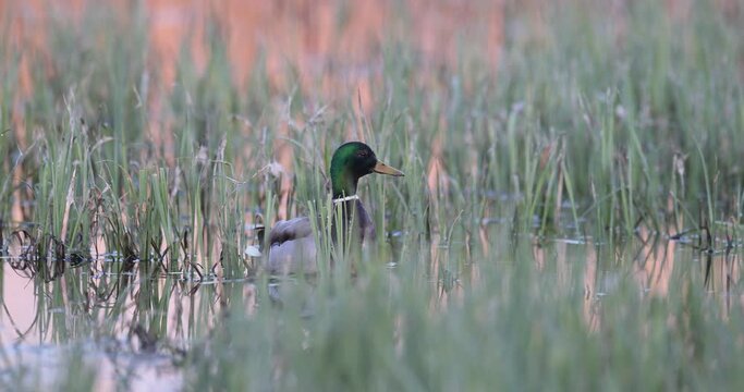 canard colvert (Anas platyrhynchos) immobile dans le marais