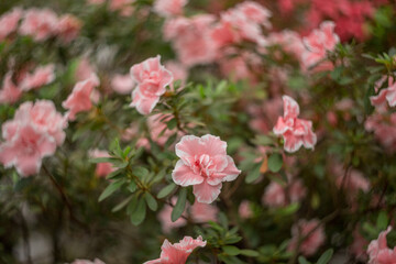 pink and white flowers