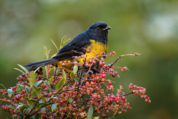 Black-and-yellow Phainoptila or Black-and-yellow Silky-flycatcher - Phainoptila melanoxantha is black and yellow bird in the family Ptiliogonatidae, found in Costa Rica and Panama mountains