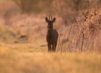 Roe deer in golden morning light © Kozma